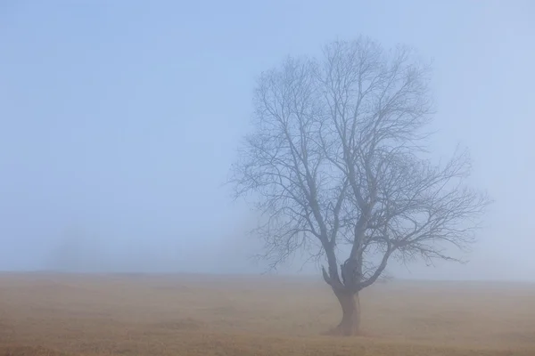 Ensamt träd vid dimmig morgon — Stockfoto
