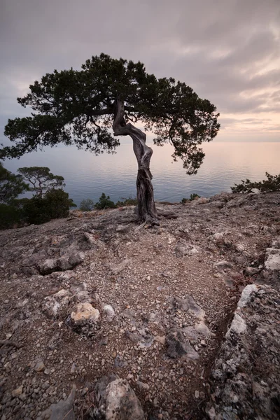 古い杜松の樹岩だらけの海岸の黒海に — ストック写真