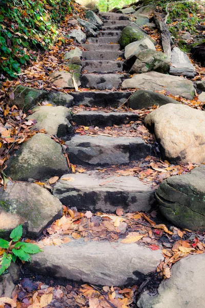 Stenen pad bij het bos — Stockfoto