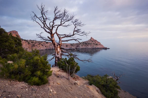 Old tree on rocky coast of Black sea — Stock Photo, Image