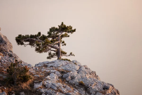 Pino-albero sulle colline rocciose della montagna di Crimea — Foto Stock