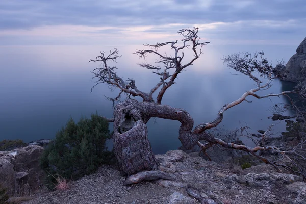 Старое можжевельник на скалистом побережье Черного моря — стоковое фото