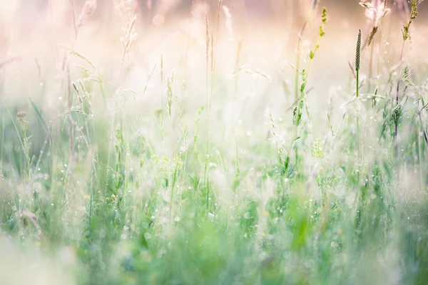 夏の草原の背景 — ストック写真