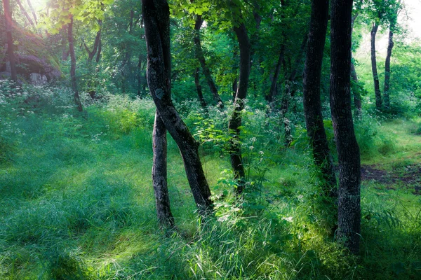 Zonnige dag in het bos — Stockfoto