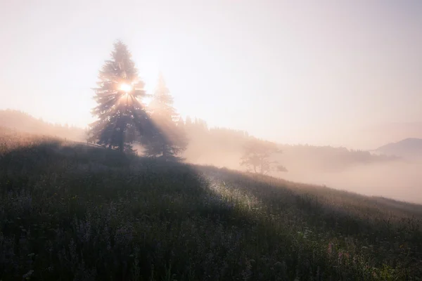Solen strålar mellan trädet — Stockfoto