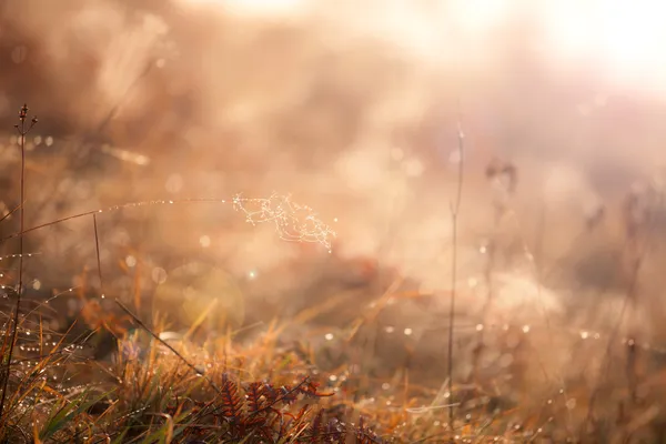 秋の草原 — ストック写真