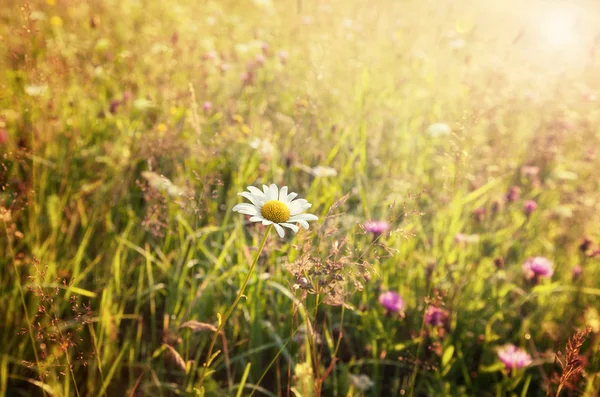 Summer sunny meadow and white dandelion — Stock Photo, Image
