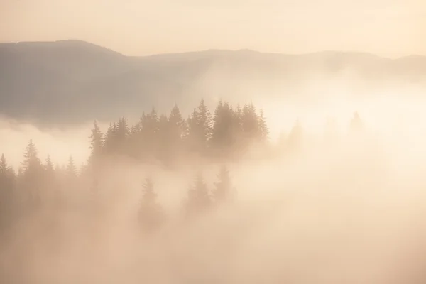 Nebliger Bergmorgen — Stockfoto