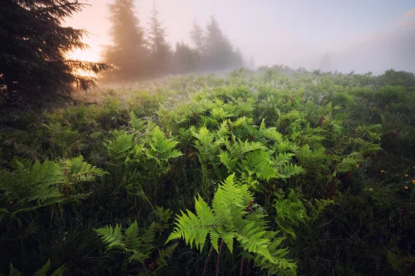 Fern çayır sisli gündoğumu — Stok fotoğraf