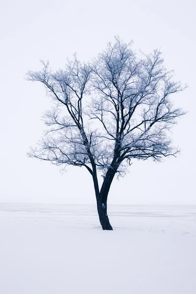 Schneebaum — Stockfoto