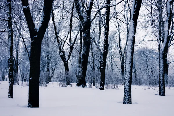 Snöiga träd — Stockfoto