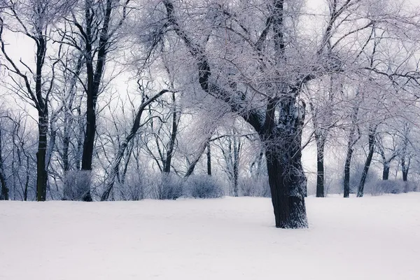 雪域树木 — 图库照片