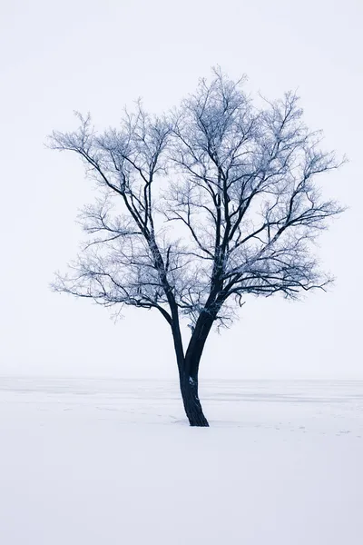 Árbol cubierto de nieve Imagen de stock