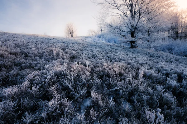 Karpaty zmrazené hills — Stock fotografie