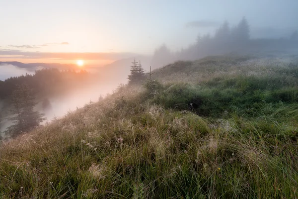 Niebla mañana de montaña — Foto de Stock