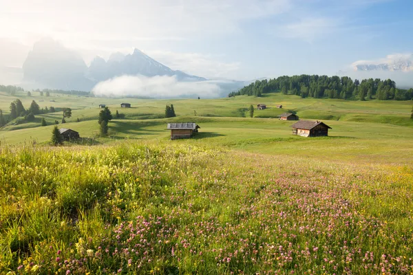 Terras agrícolas verdes de verão — Fotografia de Stock