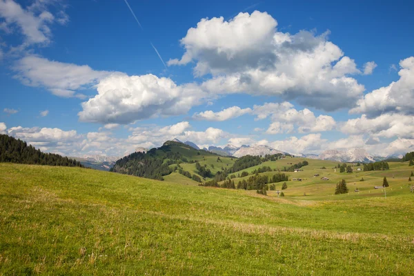 Zomer groene weide — Stockfoto