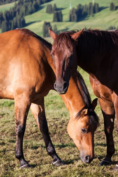 Paarden op hoge bergen weide — Stockfoto