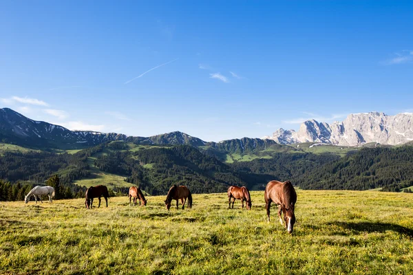 Caballos en el prado de altas montañas — Foto de Stock