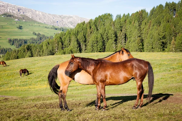 Cai pe pajiște muntoasă înaltă — Fotografie, imagine de stoc