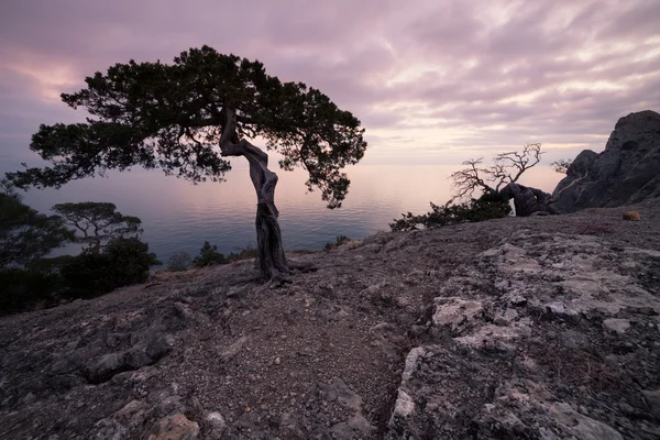 Old juniper tree on rocky coast of Black sea — Stock Photo, Image