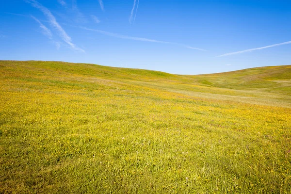 Pradera de verano —  Fotos de Stock