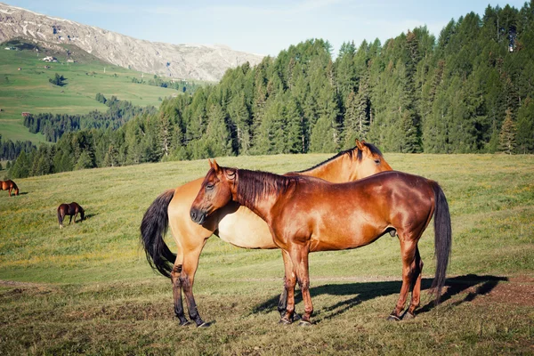 Paarden op hoge bergen weide — Stockfoto