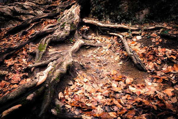 Floresta velha escuro outono — Fotografia de Stock