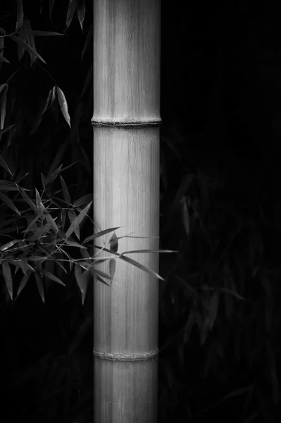 Imagen en blanco y negro del bosque de bambú —  Fotos de Stock