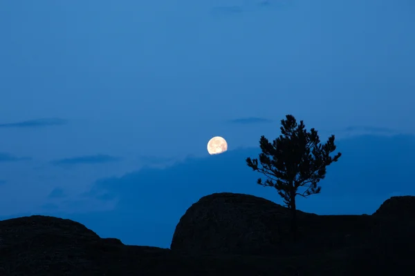 Boom silhouet en volle maan — Stockfoto