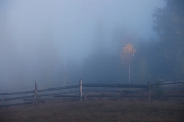 Arbres au matin brumeux — Photo