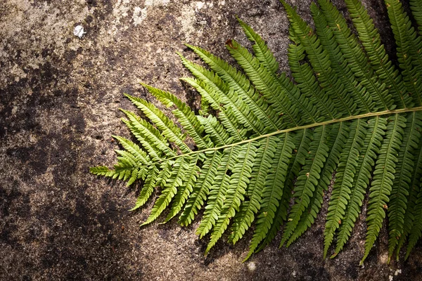 Hoja de helecho — Foto de Stock