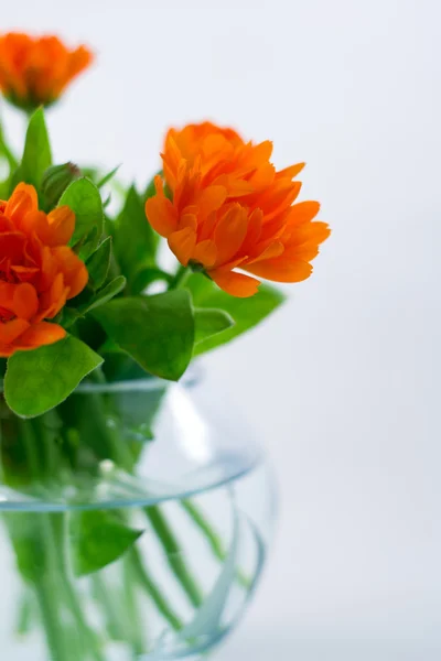 Marigold... — Stock Photo, Image