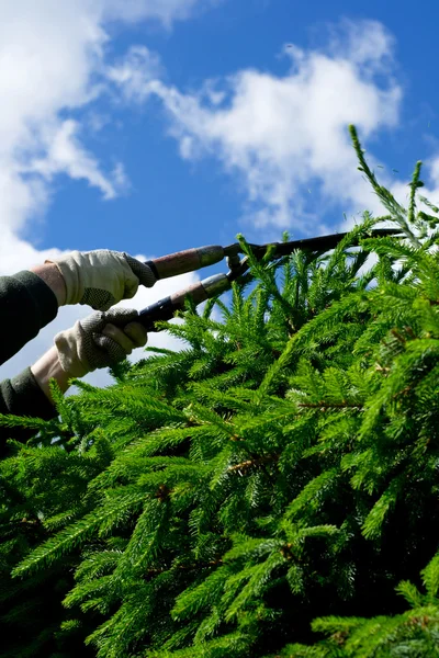 Man is cutting the spruce fence — Stock Photo, Image