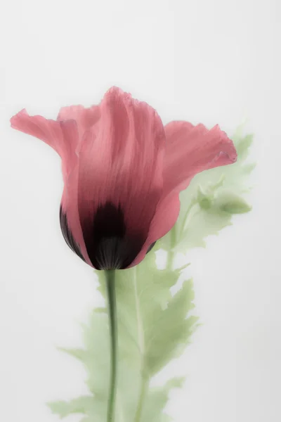 Mooie papaver — Stockfoto