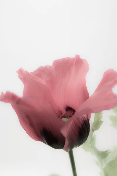 Roze papaver — Stockfoto