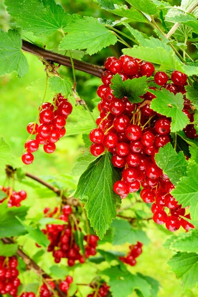 Fresh red currants — Stock Photo, Image