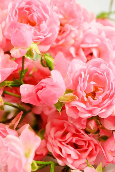 The Fairy rose — Stock Photo, Image
