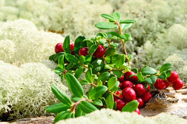 Süße Preiselbeeren — Stockfoto