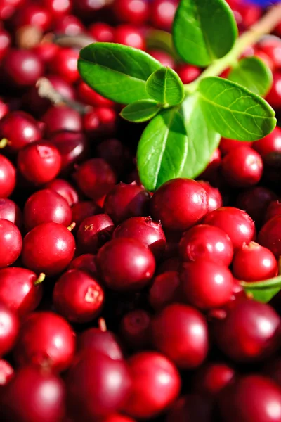 Cowberry closeup — Stock Photo, Image