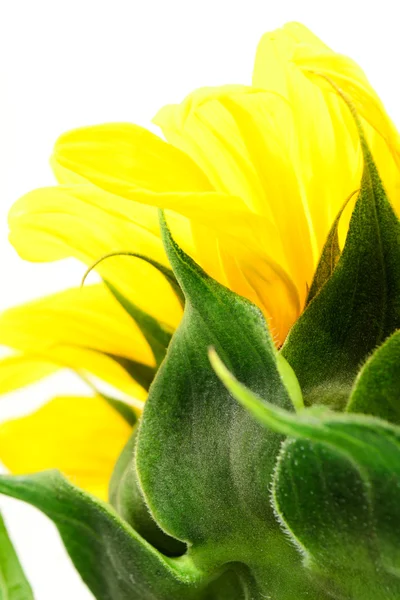 Sonnenblumenabstrakt — Stockfoto