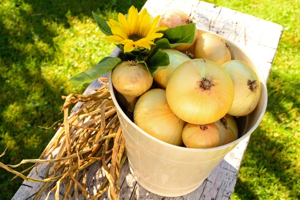 Una lattina di cipolle — Foto Stock