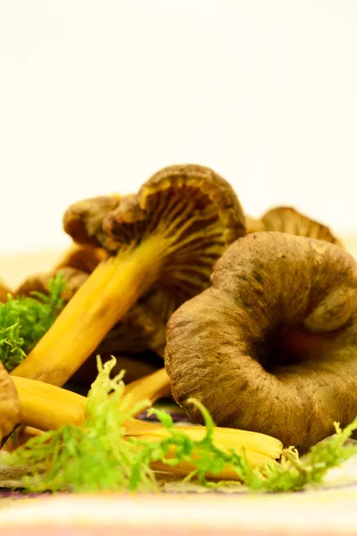Yellowfoot mushroom — Stock Photo, Image