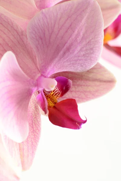 Orquídea rosa ... — Fotografia de Stock