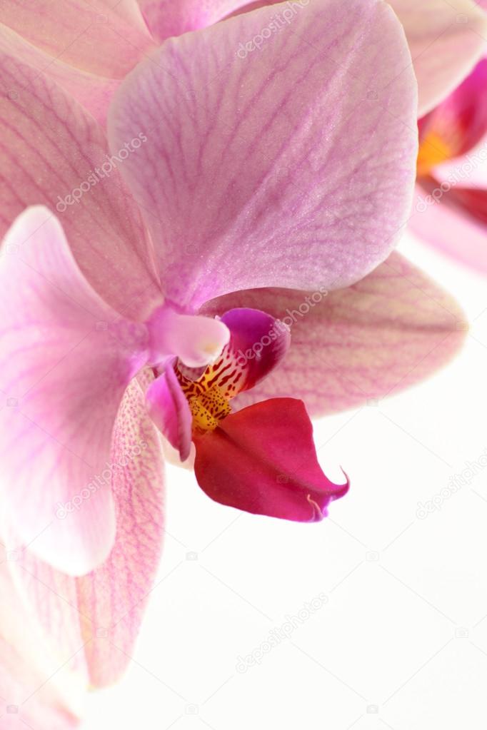 Pink orchid...