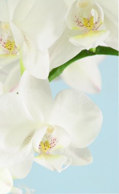 Beyaz Orkide
