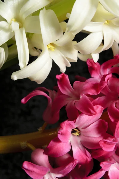 Hyacinths... — Stock Photo, Image