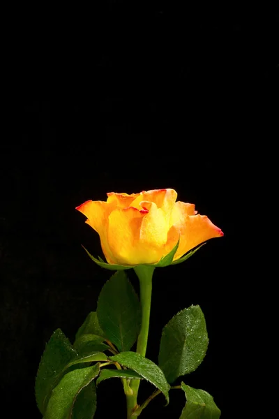Жовта троянда з червоними краями — стокове фото