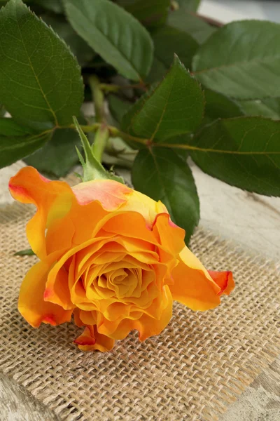 Pretty rose... — Stock Photo, Image