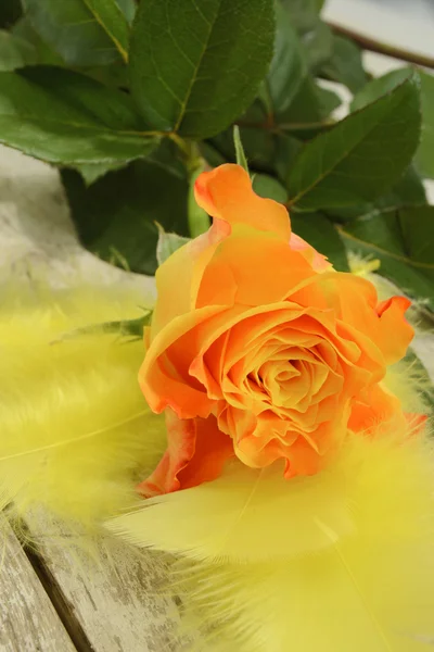 Yellow rose and feathers — Stock Photo, Image